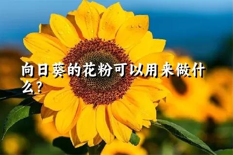 向日葵的花粉可以用来做什么？