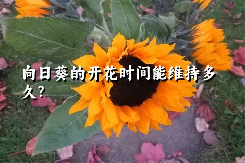 向日葵的开花时间能维持多久？