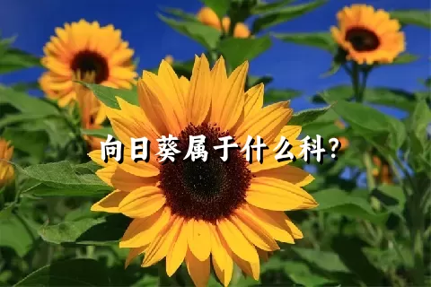 向日葵属于什么科？