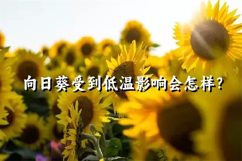 向日葵受到低温影响会怎样？