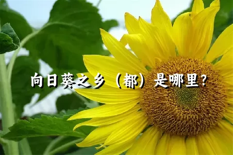 向日葵之乡（都）是哪里？