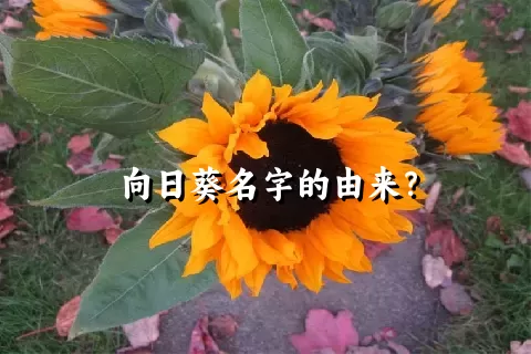 向日葵名字的由来？