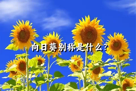 向日葵别称是什么？