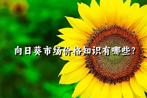 向日葵市场价格知识有哪些？