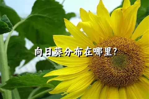 向日葵分布在哪里?