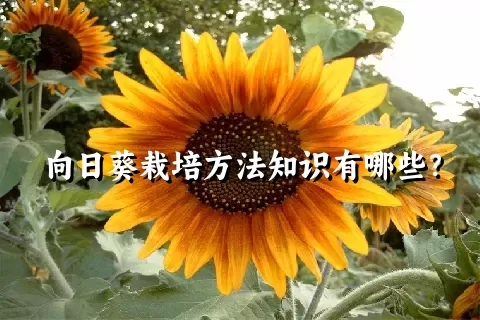 向日葵栽培方法知识有哪些？