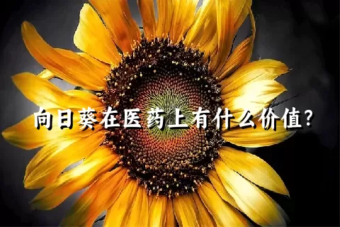 向日葵在医药上有什么价值？