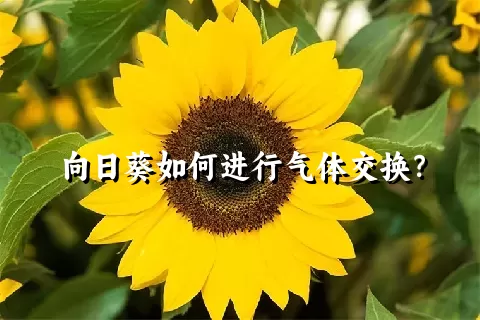 向日葵如何进行气体交换？