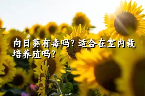 向日葵有毒吗？适合在室内栽培养殖吗？