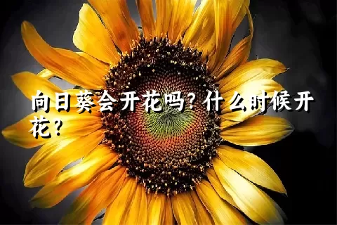 向日葵会开花吗？什么时候开花？