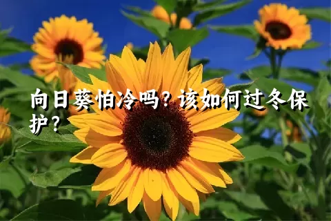 向日葵怕冷吗？该如何过冬保护？