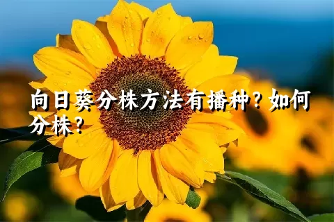 向日葵分株方法有播种？如何分株？