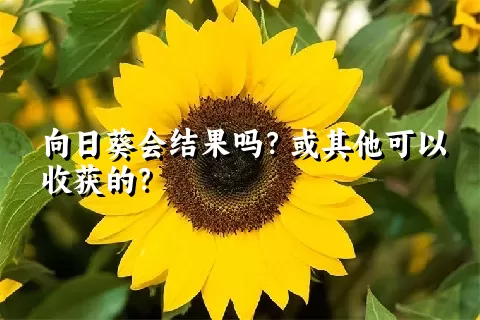 向日葵会结果吗？或其他可以收获的？