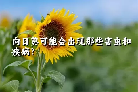 向日葵可能会出现那些害虫和疾病？