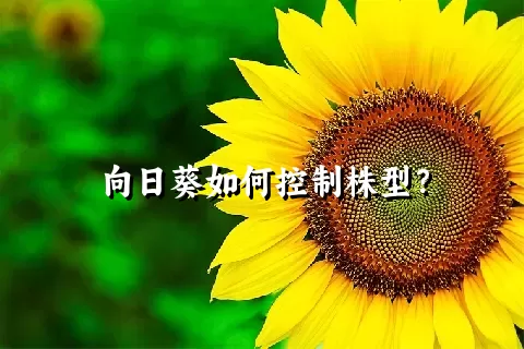 向日葵如何控制株型？