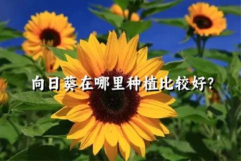 向日葵在哪里种植比较好？