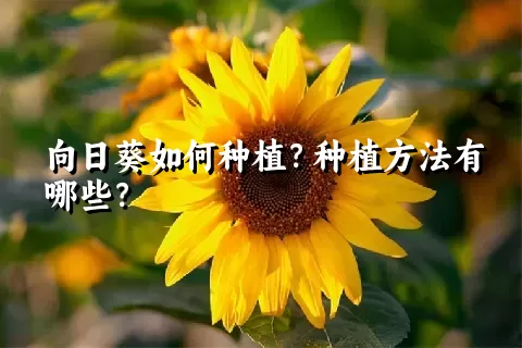 向日葵如何种植？种植方法有哪些？