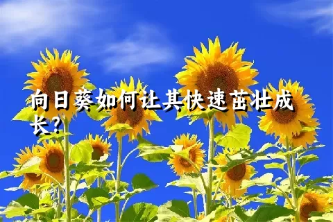 向日葵如何让其快速茁壮成长？