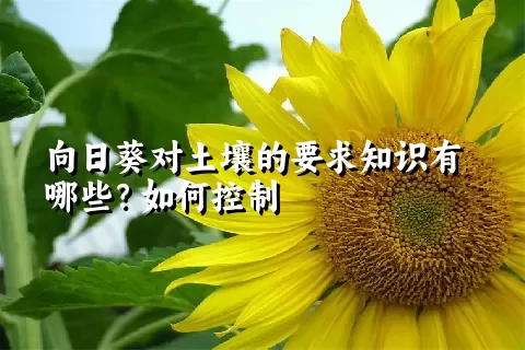 向日葵对土壤的要求知识有哪些？如何控制