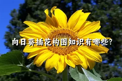 向日葵插花构图知识有哪些？