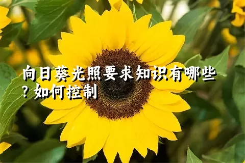 向日葵光照要求知识有哪些？如何控制