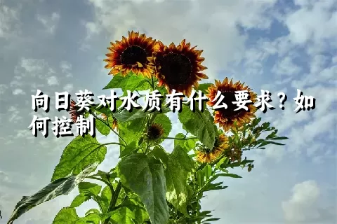 向日葵对水质有什么要求？如何控制