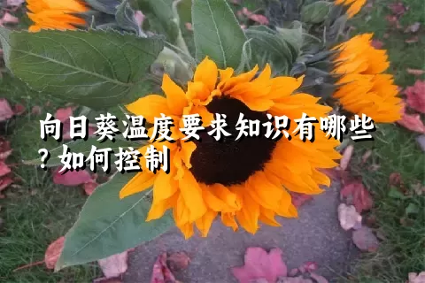 向日葵温度要求知识有哪些？如何控制