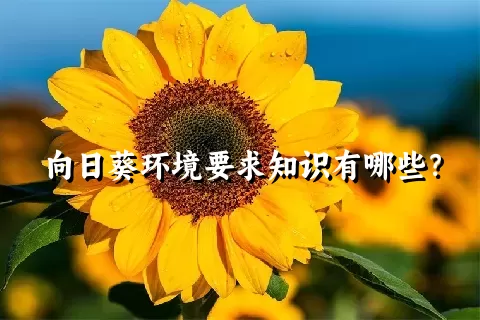 向日葵环境要求知识有哪些？