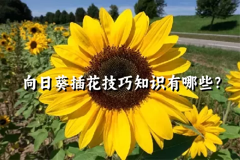 向日葵插花技巧知识有哪些？