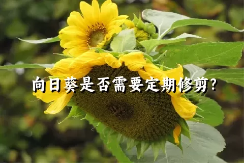 向日葵是否需要定期修剪？