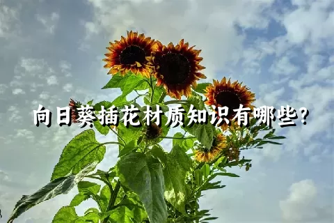 向日葵插花材质知识有哪些？