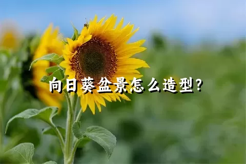 向日葵盆景怎么造型？