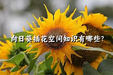 向日葵插花空间知识有哪些？