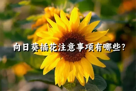 向日葵插花注意事项有哪些？