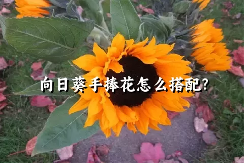 向日葵手捧花怎么搭配？