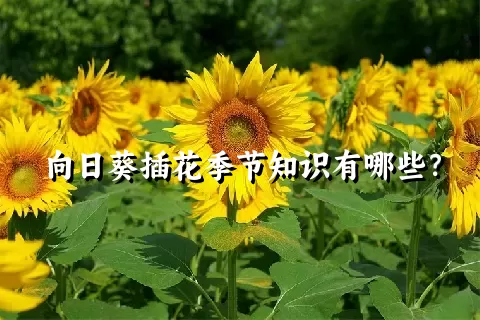 向日葵插花季节知识有哪些？