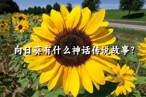 向日葵有什么神话传说故事？