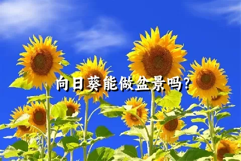 向日葵能做盆景吗？