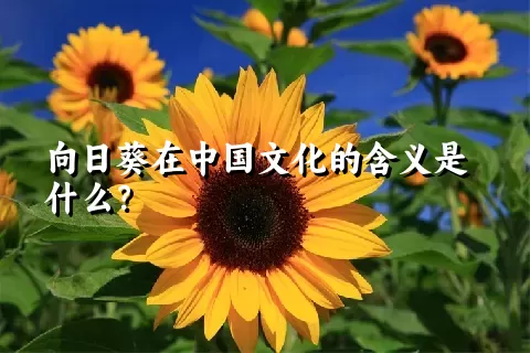 向日葵在中国文化的含义是什么？