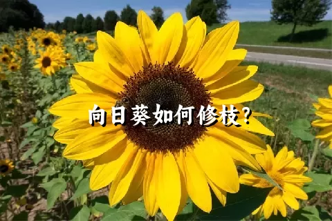 向日葵如何修枝？