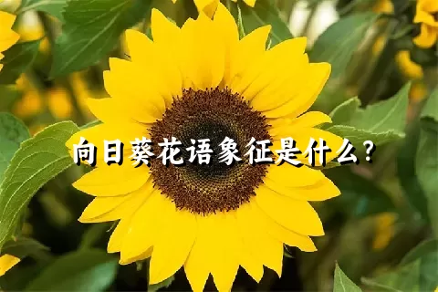 向日葵花语象征是什么？