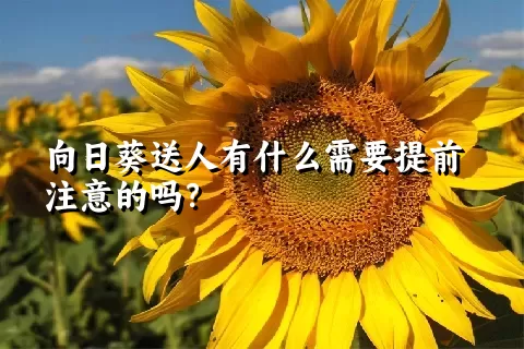 向日葵送人有什么需要提前注意的吗？