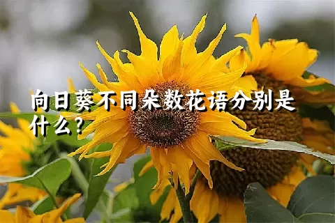 向日葵不同朵数花语分别是什么？