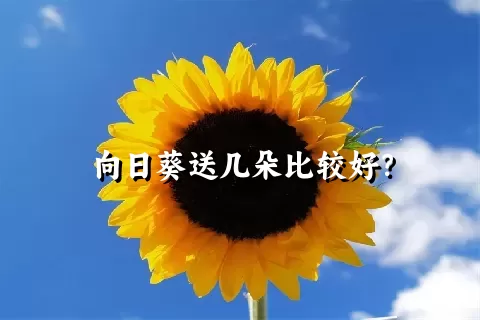 向日葵送几朵比较好？