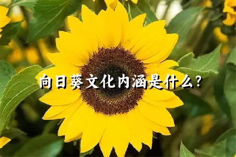 向日葵文化内涵是什么？