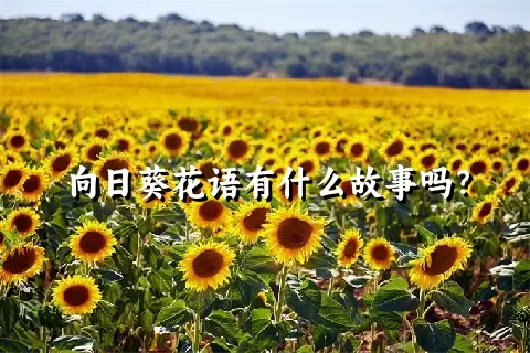 向日葵花语有什么故事吗？