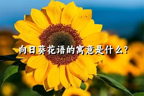 向日葵花语的寓意是什么？