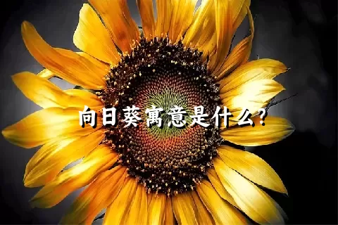 向日葵寓意是什么？