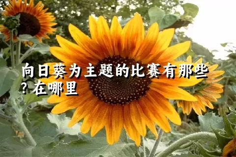 向日葵为主题的比赛有那些？在哪里