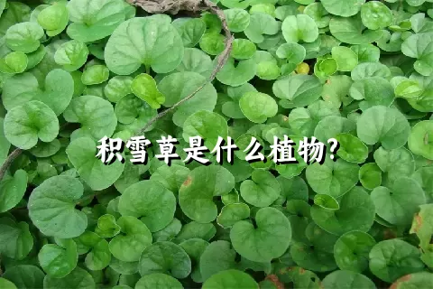 积雪草是什么植物?